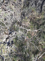 Allocasuarina paludosa