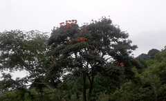 Spathodea campanulata