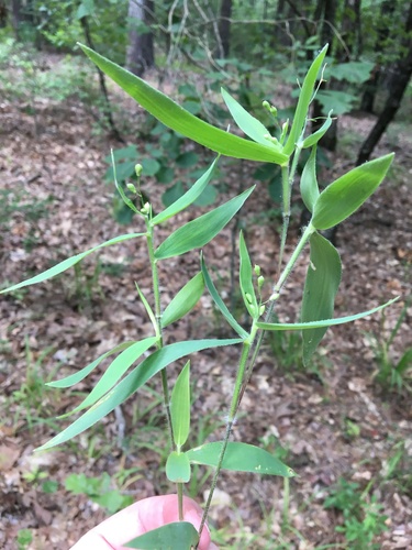 Dichanthelium ravenelii (Scribn. & Merr.) Gould