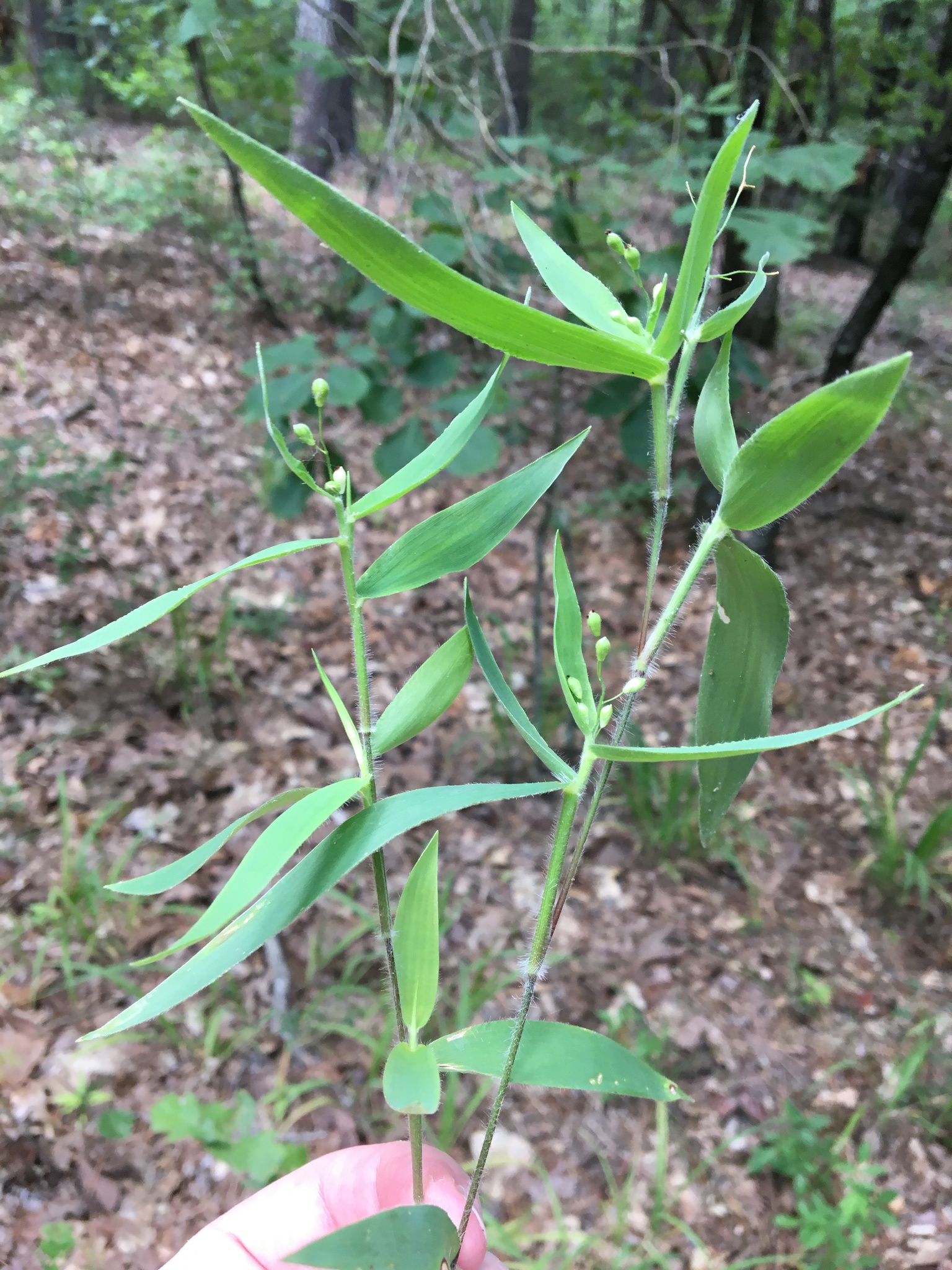 Dichanthelium ravenelii