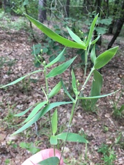 Dichanthelium ravenelii