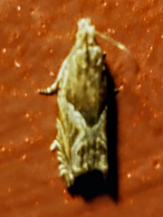 Ancylis comptana