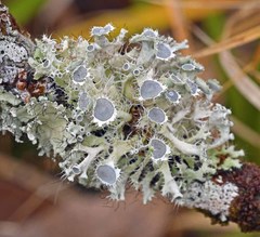 Heterodermia echinata