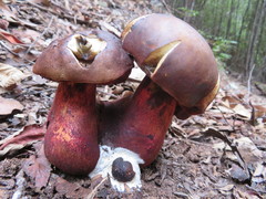 Boletus tasmanicus