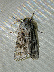 Acronicta impressa