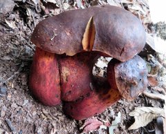 Boletus tasmanicus