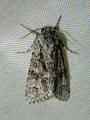 Acronicta impressa