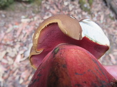 Boletus tasmanicus