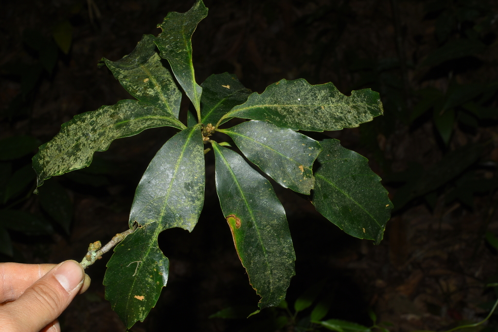 Quercus bidoupensis (Quercus bidoupensis)