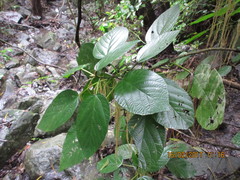 Myriocarpa longipes
