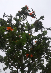 Spathodea campanulata