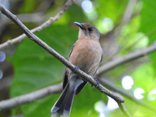 Tinian Monarch (Monarcha takatsukasae), photo 5