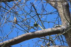 Brotogeris versicolurus