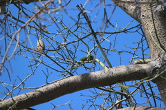 Brotogeris versicolurus