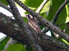 Yungipicus moluccensis