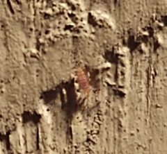 Entomobrya atrocincta