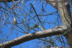 Brotogeris versicolurus