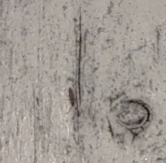 Entomobrya atrocincta