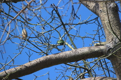 Brotogeris versicolurus