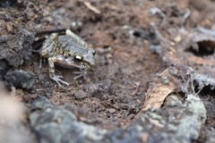 Eleutherodactylus verrucipes