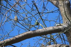 Brotogeris versicolurus