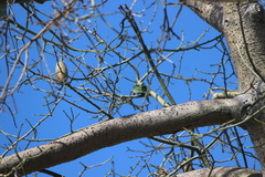 Brotogeris versicolurus