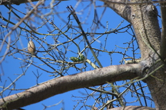 Brotogeris versicolurus