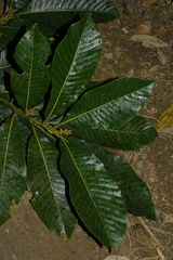 Castanopsis fissa