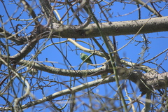 Brotogeris versicolurus