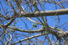 Brotogeris versicolurus