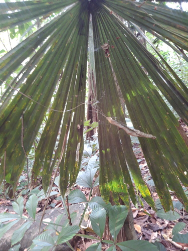 Cryosophila albida - Whole tree