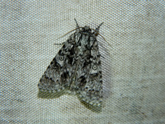 Acronicta impressa