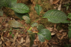 Garcinia hanburyi