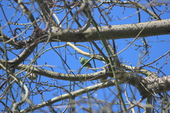 Brotogeris versicolurus