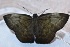 Achlyodes