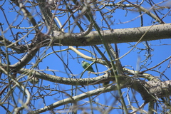 Brotogeris versicolurus