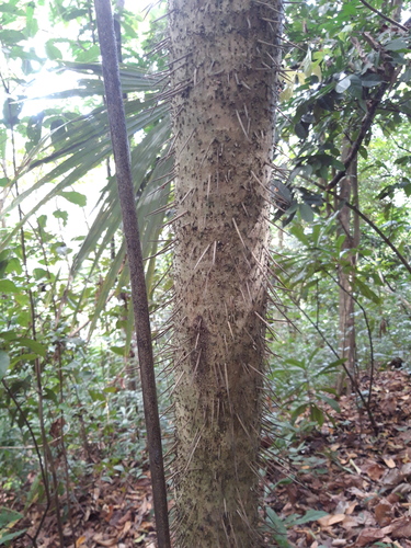 Cryosophila albida - Leaves