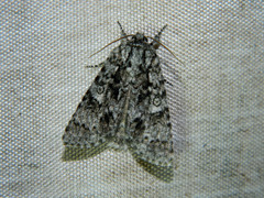 Acronicta impressa