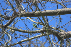 Brotogeris versicolurus