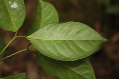 Garcinia hanburyi