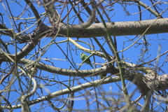 Brotogeris versicolurus