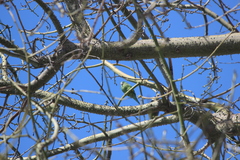 Brotogeris versicolurus