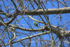 Brotogeris versicolurus