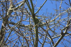 Brotogeris versicolurus