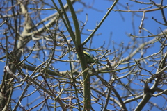 Brotogeris versicolurus