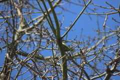 Brotogeris versicolurus