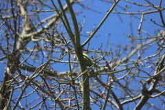 Brotogeris versicolurus