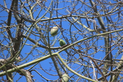 Brotogeris versicolurus