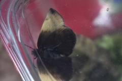 Achlyodes