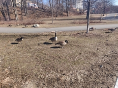 Branta canadensis